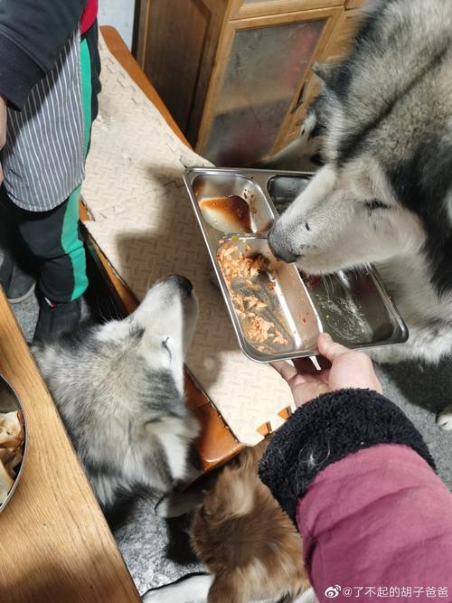 收集各类澳门彩资料的软件叫什么:人狗分餐共享火锅店