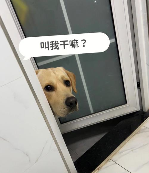 85118cσm查询澳彩内部资料:600一节课教狗如厕
